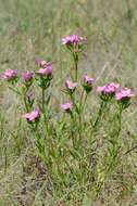 Imagem de Centaurium