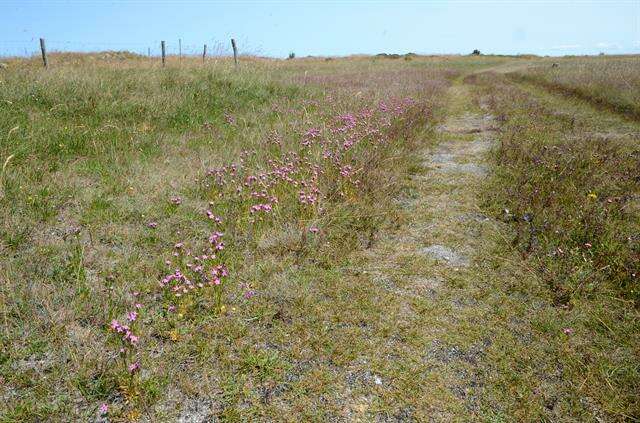 Image of Centaury