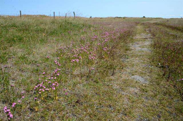 Imagem de Centaurium