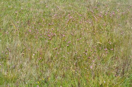 Image of Centaury