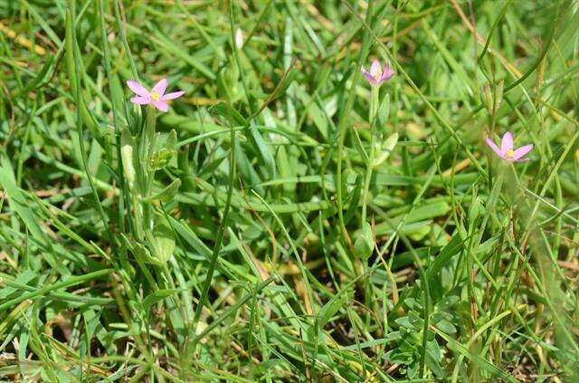 Imagem de Centaurium