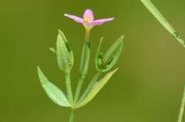 Image of Centaury