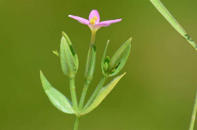 Imagem de Centaurium