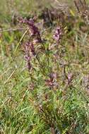 Image of False Bartsia