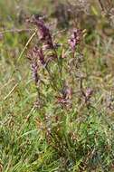 Image of False Bartsia