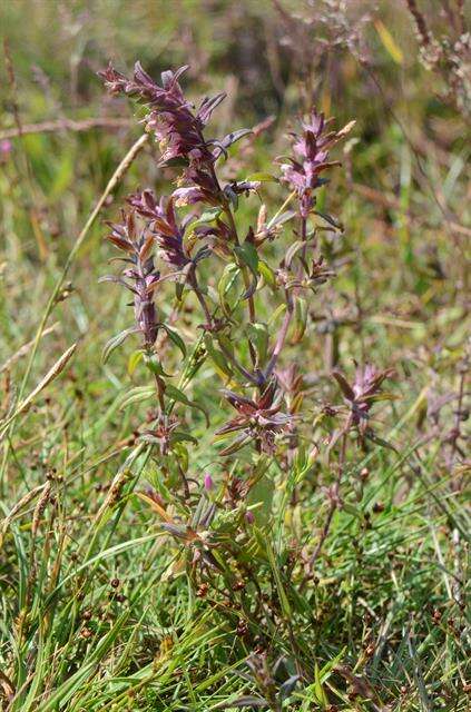 Image of False Bartsia