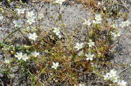 Image of knotted pearlwort