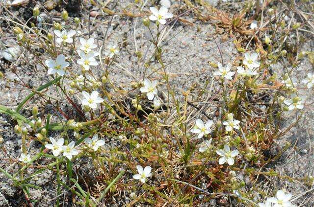 Image of knotted pearlwort