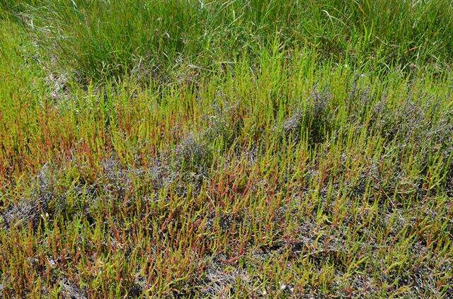 Image of Glasswort