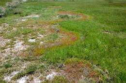 Image of Glasswort