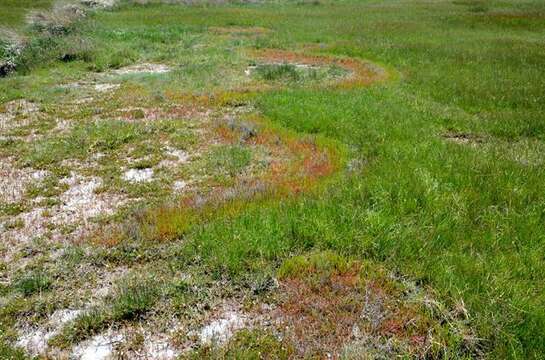 Image of Glasswort