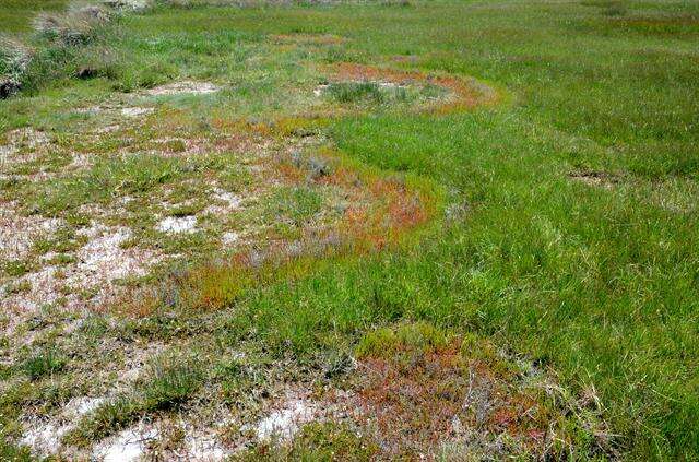 Image of Glasswort