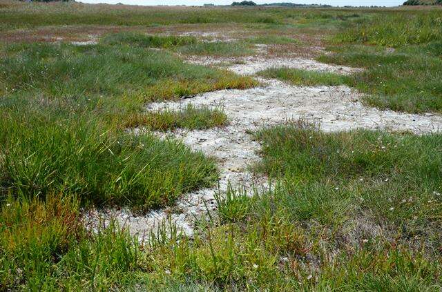 Image of Glasswort