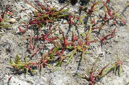 Image of Glasswort