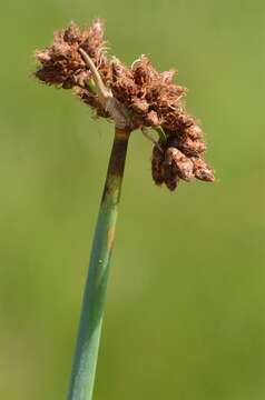 Image of bulrush