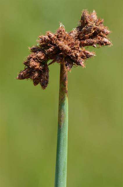 Image of bulrush