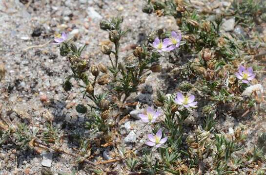 Image de Spergularia