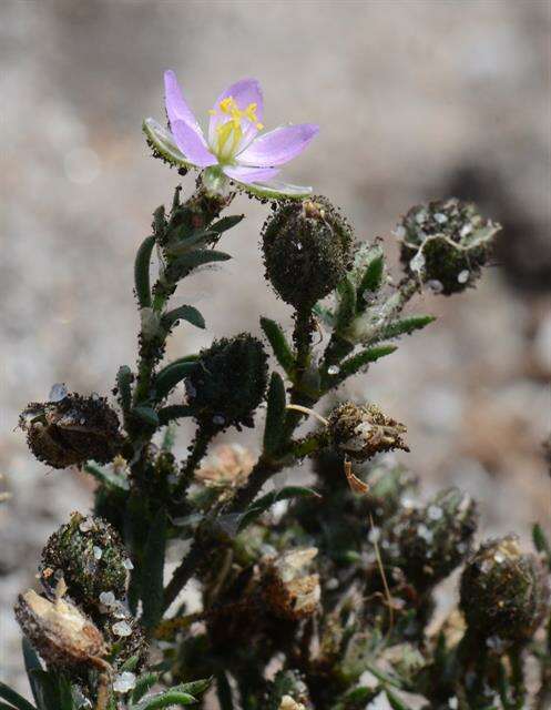 Image of sandspurry