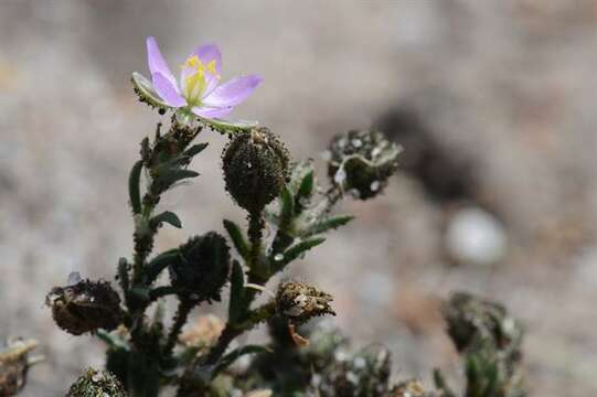 Image de Spergularia