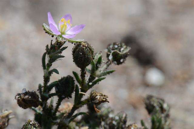 Image of sandspurry