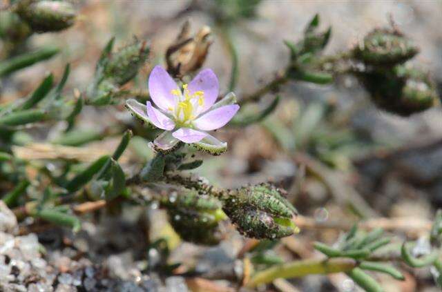 Image of sandspurry