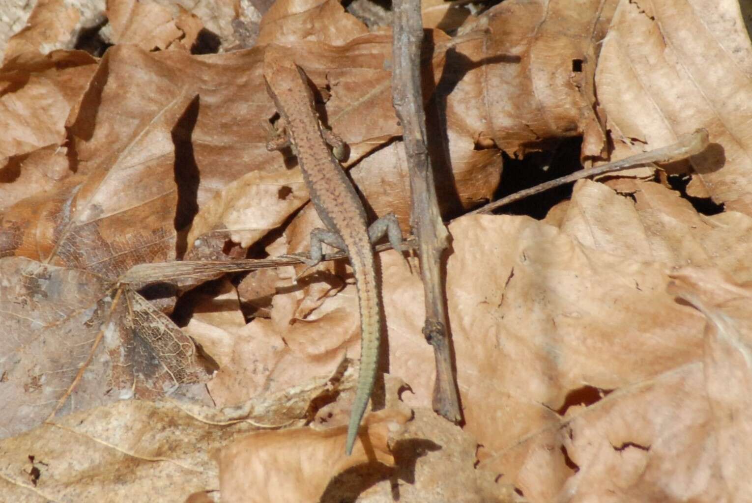 Image of Derjugin's lizard