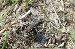 Image of Heath tiger beetle