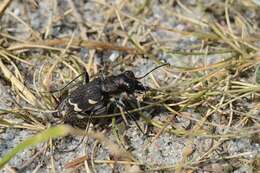 Image of Heath tiger beetle