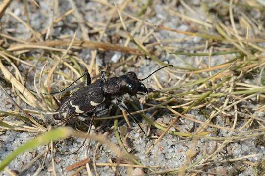 Image of Heath tiger beetle