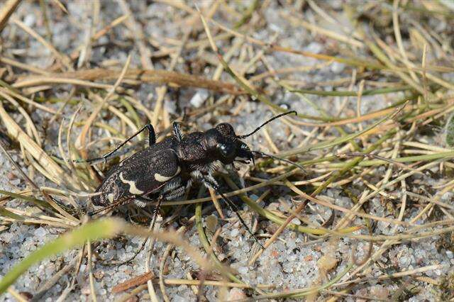 Image of Heath tiger beetle