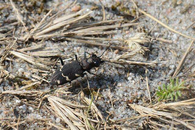 Image of Heath tiger beetle