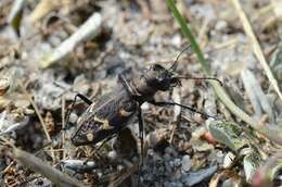 Image of Heath tiger beetle