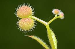 Image of bedstraw