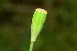 Слика од Papaver laevigatum M. Bieb.