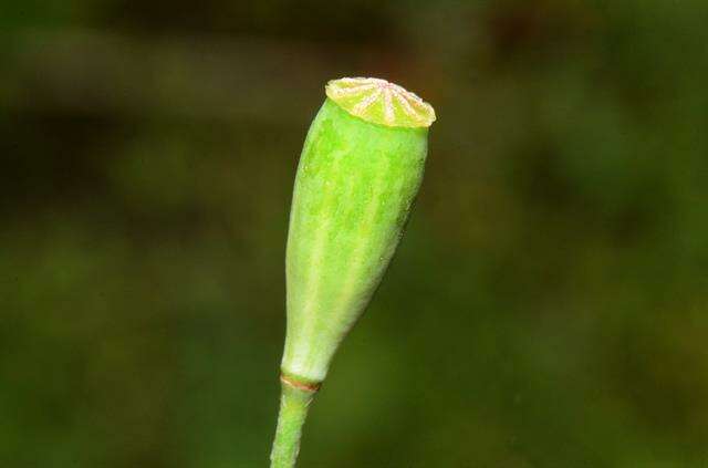 Image of Papaver laevigatum M. Bieb.