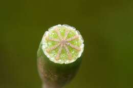 Image of Papaver laevigatum M. Bieb.