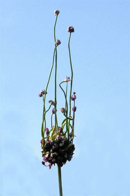 Allium scorodoprasum L.的圖片