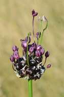 Allium scorodoprasum L.的圖片