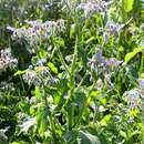 Image of common borage