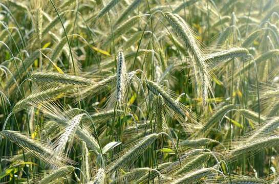 Image of True grasses