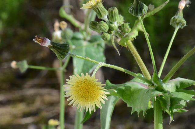 Image of sowthistle