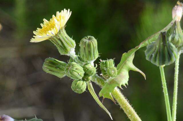 Image of sowthistle