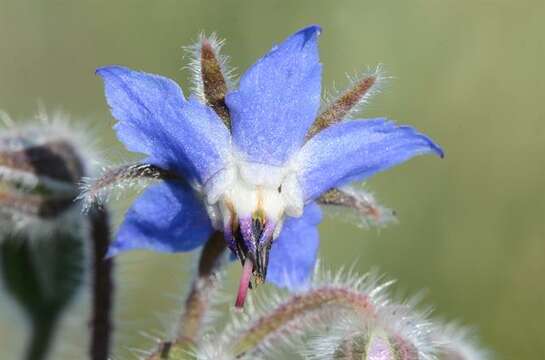 Image of borage