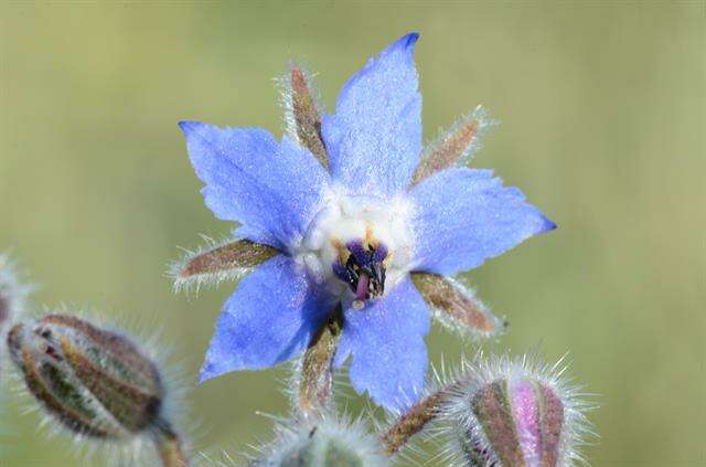 Image of borage