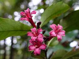 Image of Shrubby honeysuckle