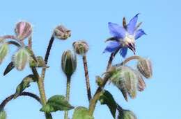 Image of borage