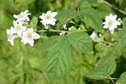 Image of Rubus wahlbergii Arrhen.