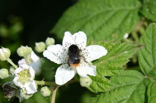 Image of Rubus wahlbergii Arrhen.