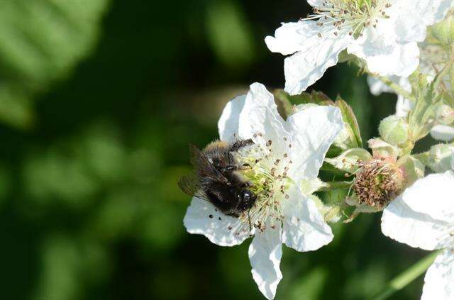 Image of Rubus wahlbergii Arrhen.