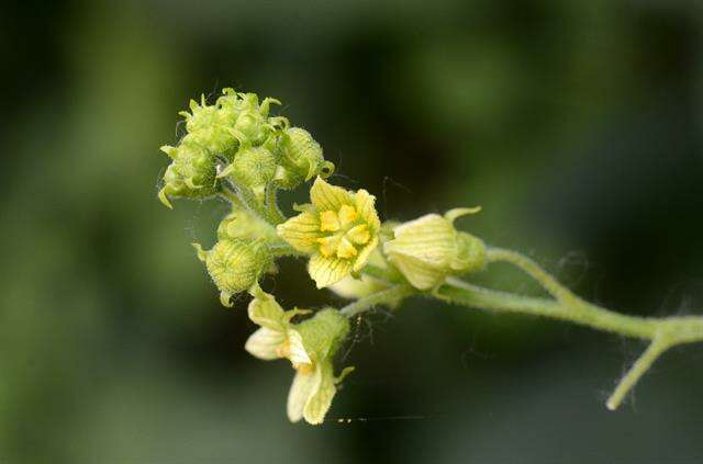 Image of bryony